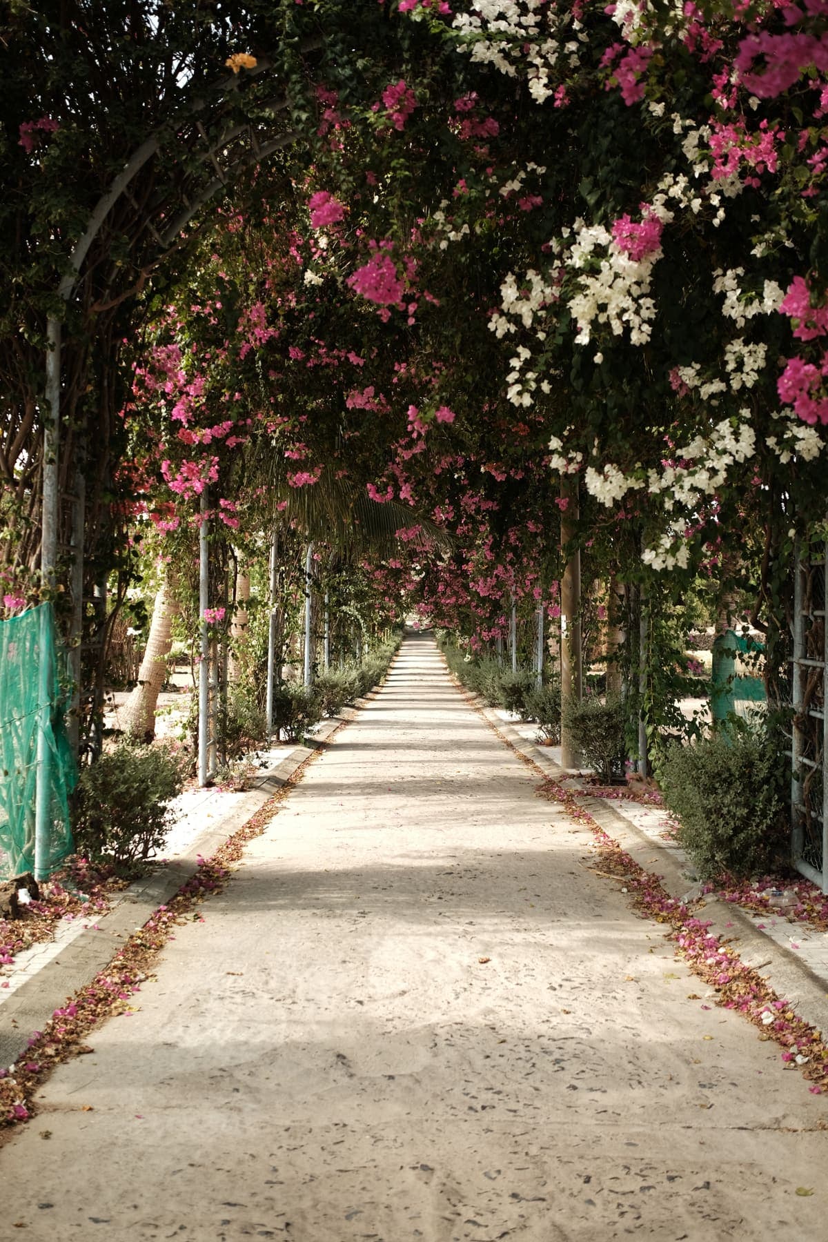 A sandy path under an arch of pink and white bougainvillea