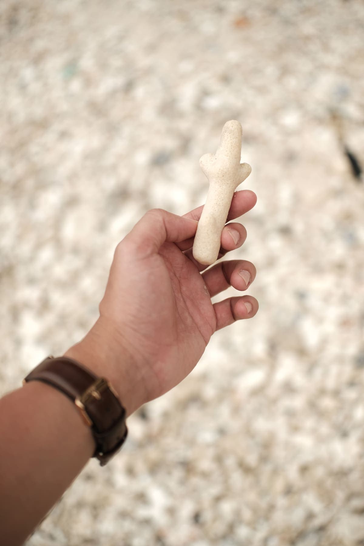 A hand with a leather watch holding a piece of white coral
