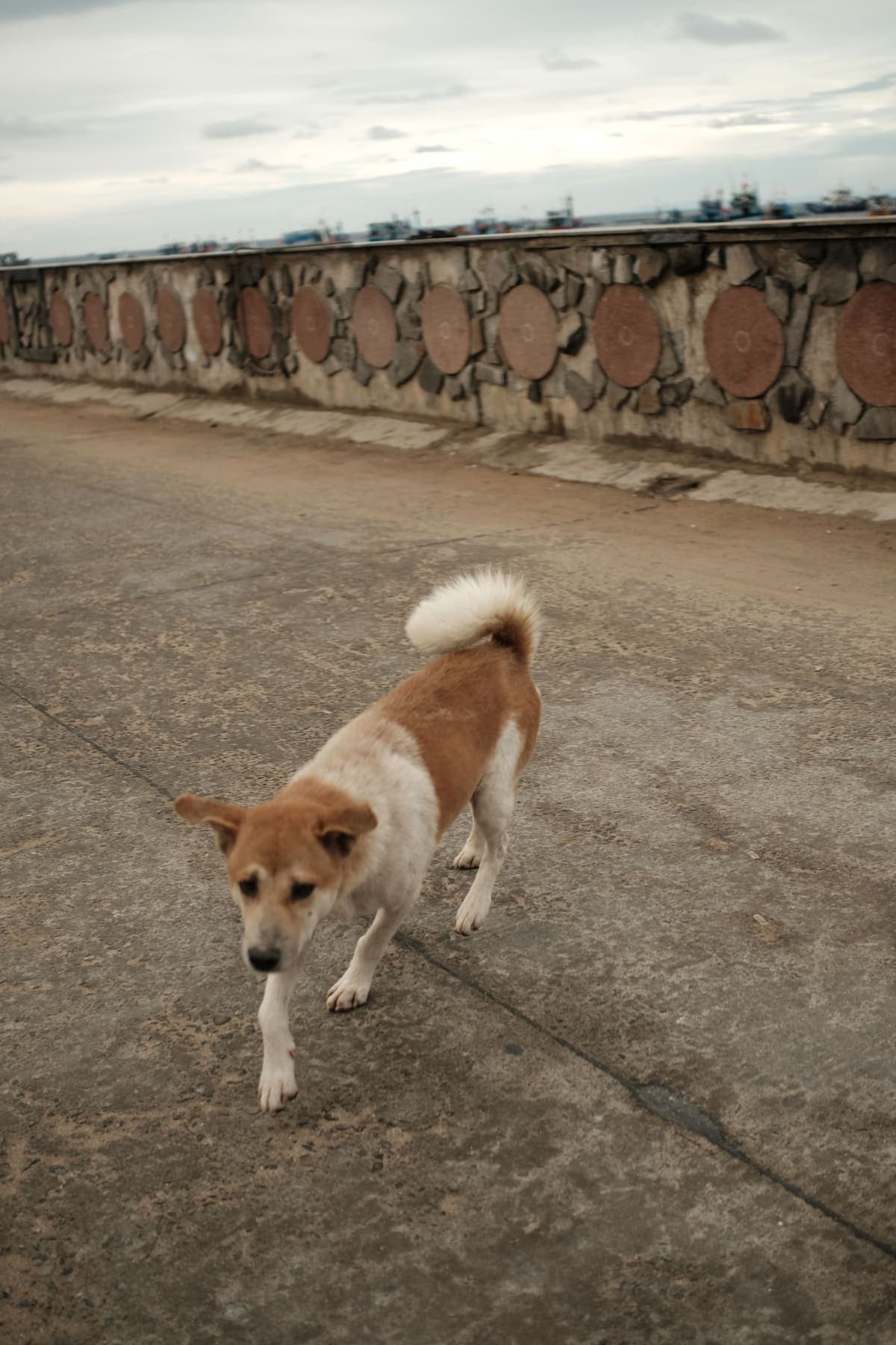 A dog walking along a seawall road