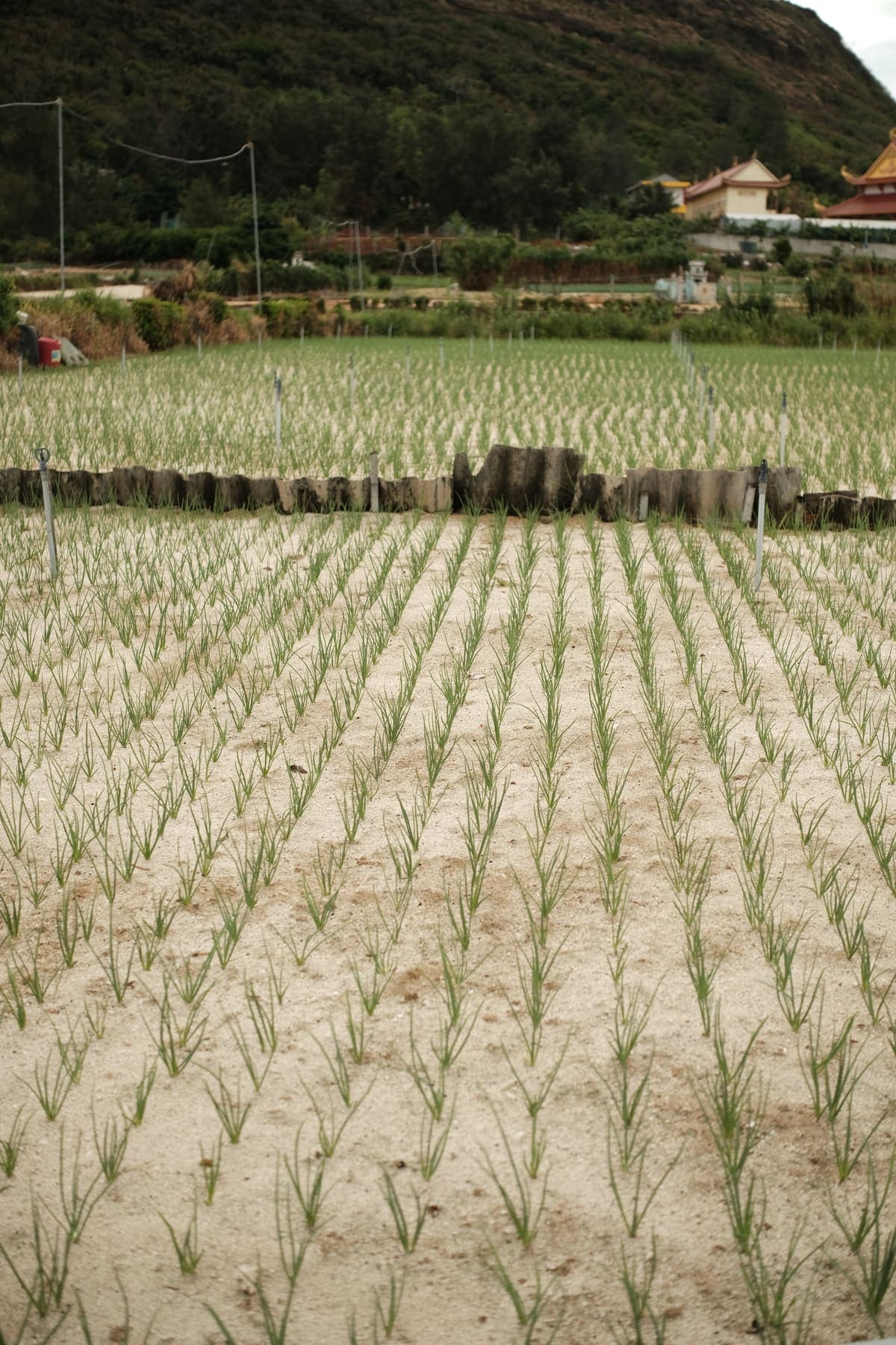 Rows of young green shoots planted in sandy fields below a hill
